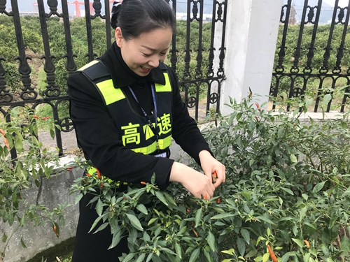 图为员工采摘丰收果实 陈莹摄_副本.jpg